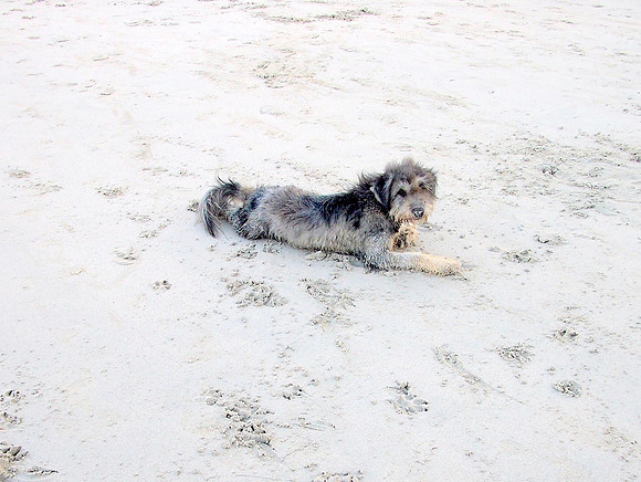 P3083069-sand-dog