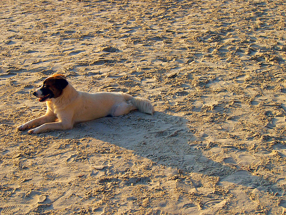 P3093103-sand-dog
