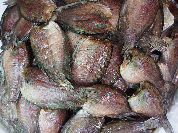 P2151963-market-fish