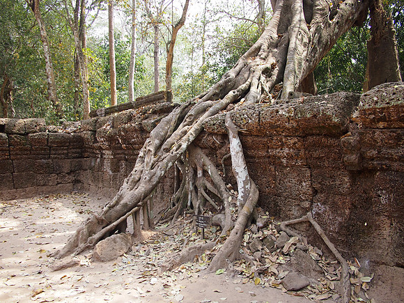 P2131853-tree-and-wall