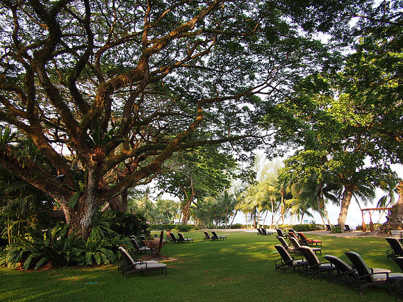 P4074733-big-trees