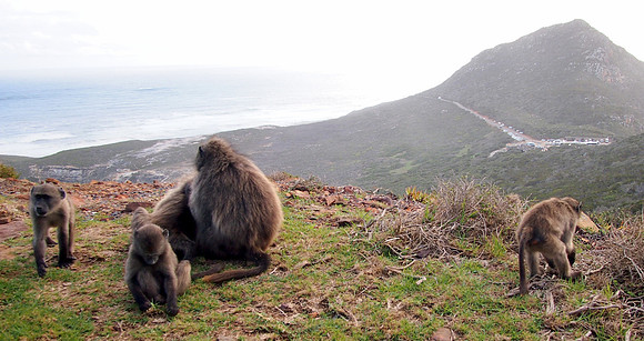 P5197335-baboons