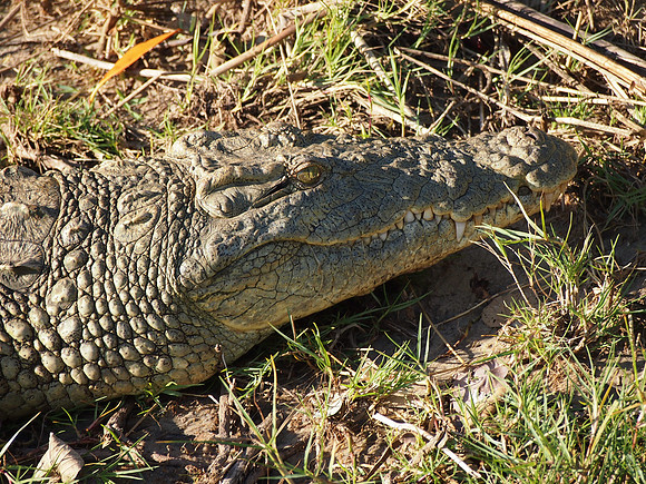 P5036043-croc-face