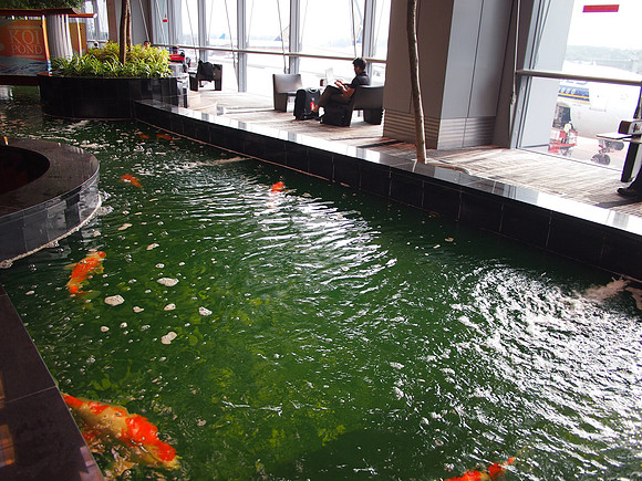 P4115074-the-koi-pond