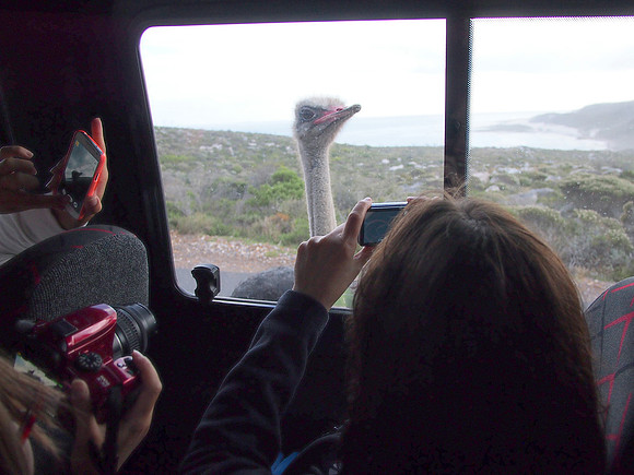 P5197311-curious-ostrich