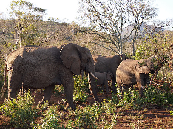 P5056358-elephants-together