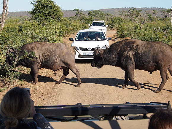 P5056381-buffalo-crossing