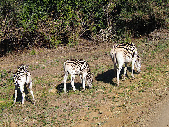 P5056371-grazing-zebras