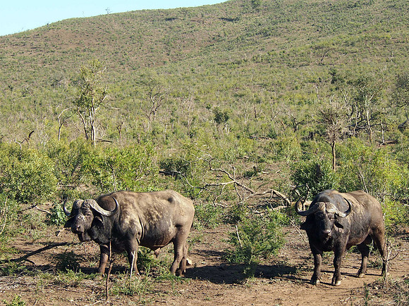 P5056377-buffalos