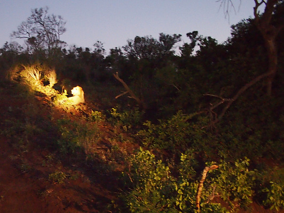 P5056442-lion-at-dusk