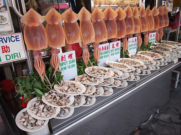 P4024415-cuttlefish