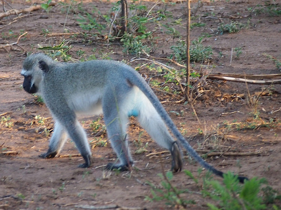P5056413-blue-balled-monkey