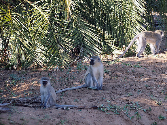 P5066512-monkeys