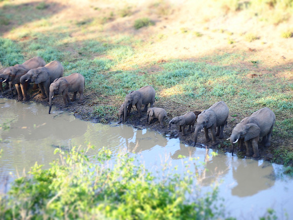 P5066490-miniature-elephants
