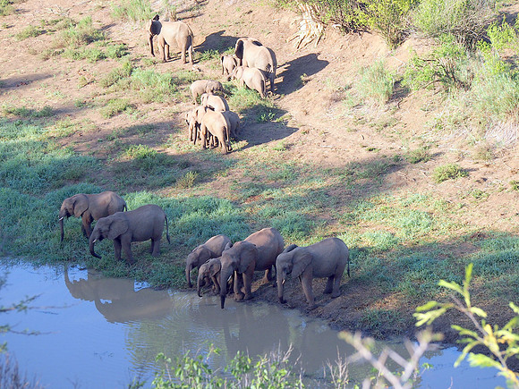 P5066503-watching-elephants