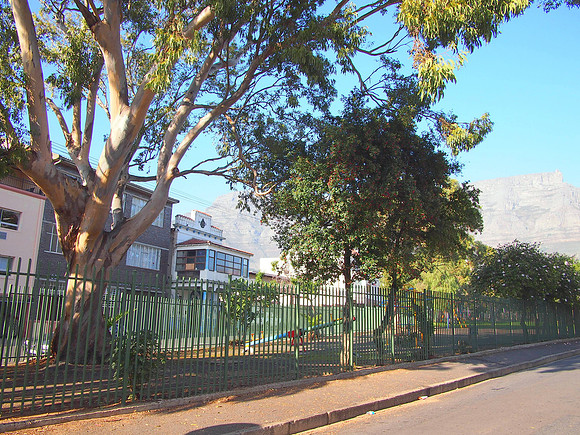 P5147028-gum-tree