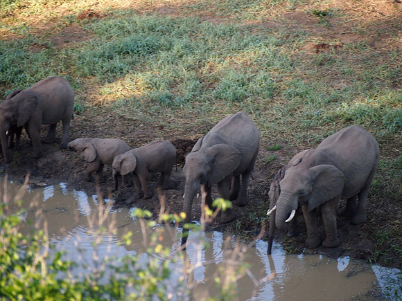 P5066487-elephants-drinking