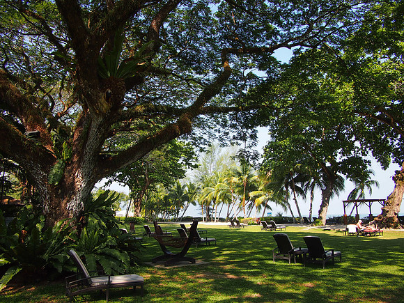 P4084777-garden-shade