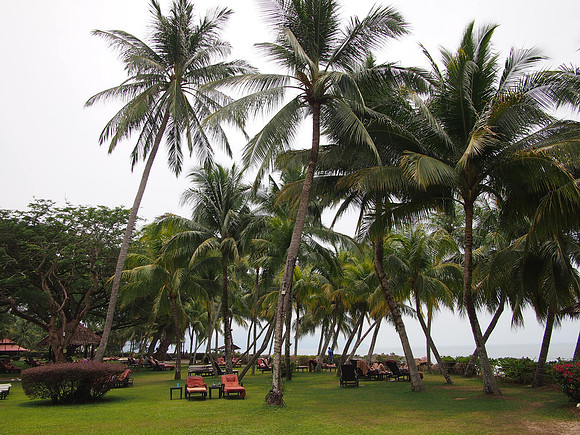 P4064653-coconut-trees-garden