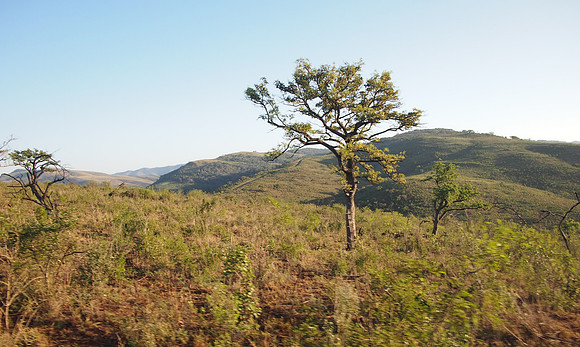 P5056343-small-acacia