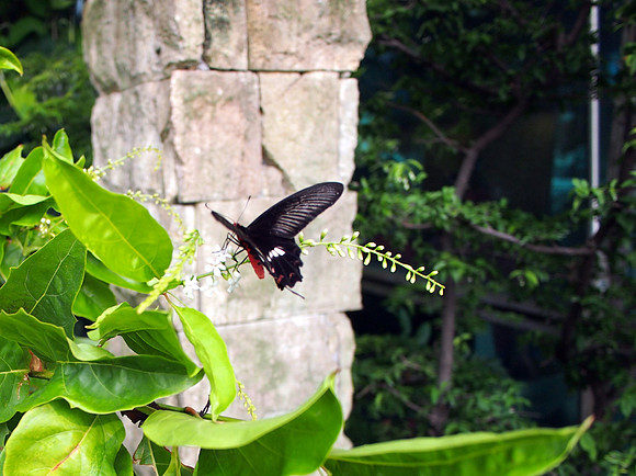 P4115069-butterfly-in-garden