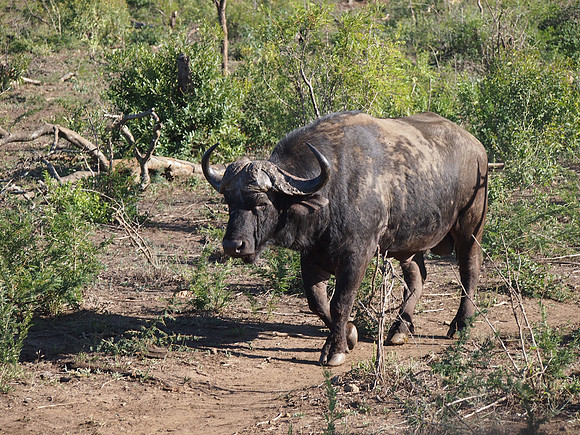 P5056376-cape-buffalo