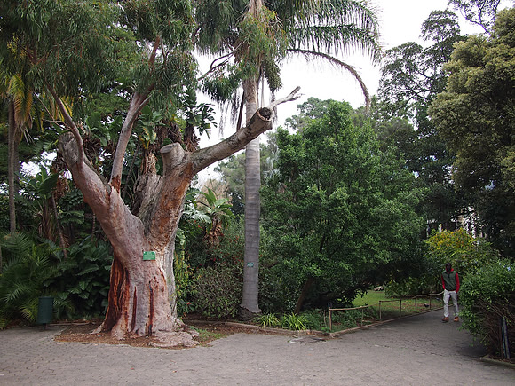 P5136941-gum-myrtle