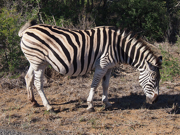 P5056385-zebra