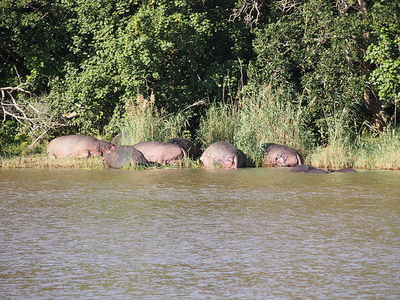 P5035995-hippos-on-bank