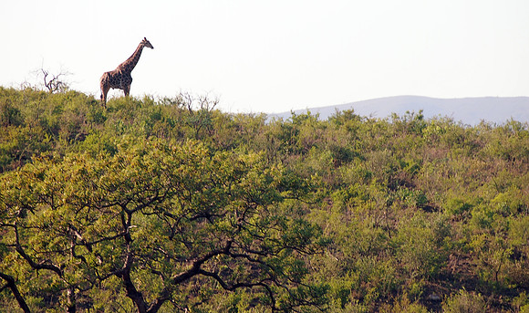 P5066511-lone-giraffe