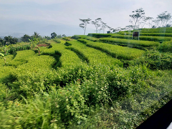 20240429_082245-rice-terraces