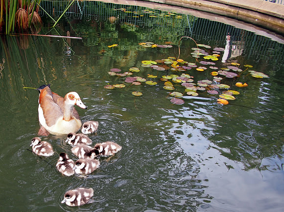 P5136947-ducklings