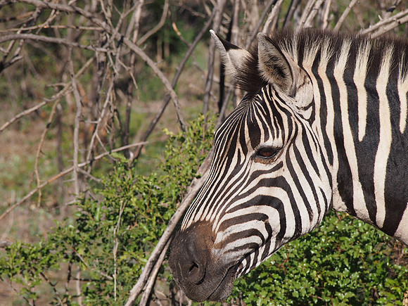 P5056389-zebra-head