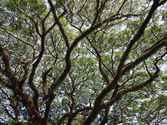 P4084782-tree-canopy