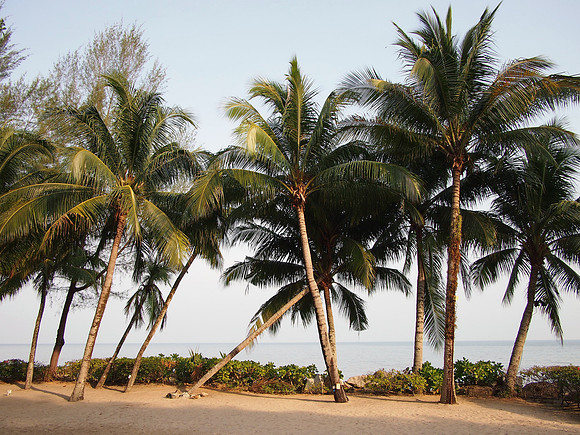 P4074736-coconut-trees