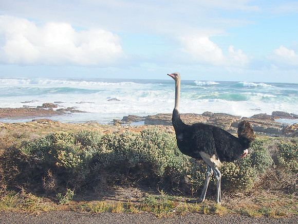 P5197342-ocean-ostrich