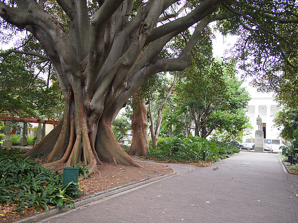 P5096683-rubber-tree