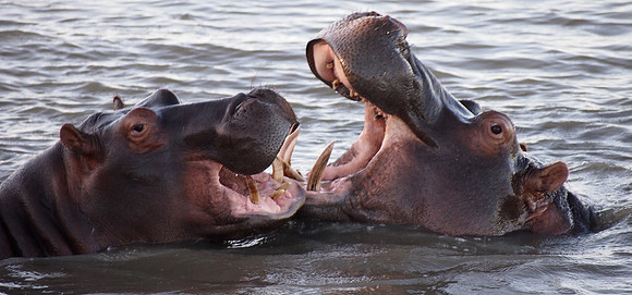 P5036085-hippo-pair