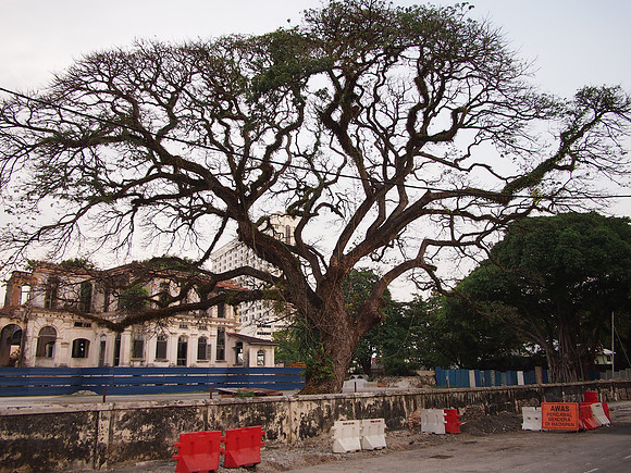P4024416-big-tree
