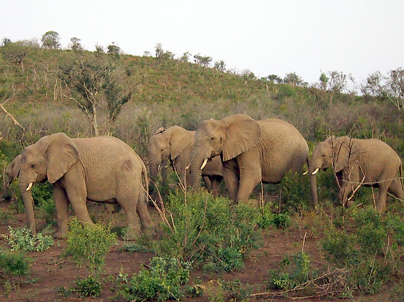 P5056439-elephants