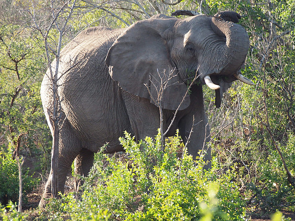 P5056349-elephant-with-branch