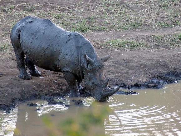P5056419-muddy-rhino