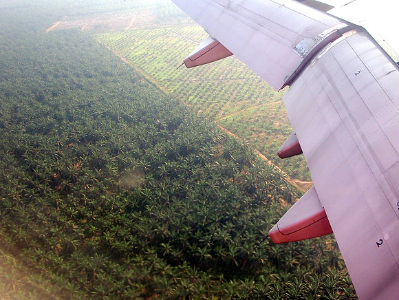 P4014259-palm-oil-plantation-kul