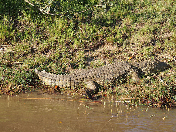P5036041-nile-croc