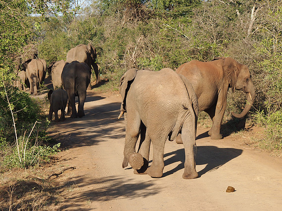 P5056365-elephants-on-road