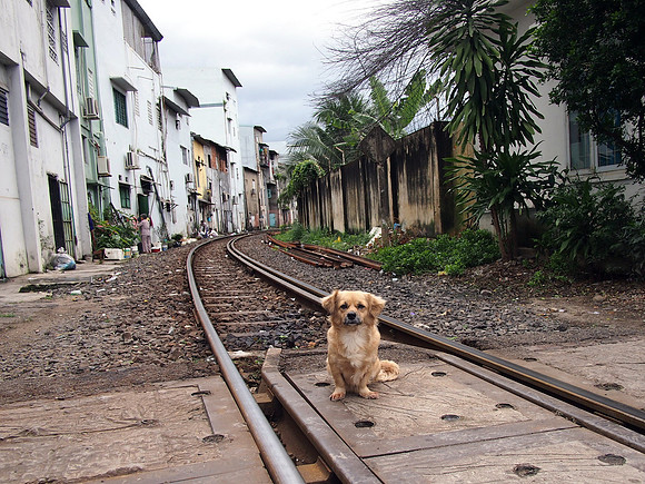 PC309614-rail-dog
