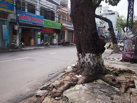 PC319672-tree-on-thong-nhat
