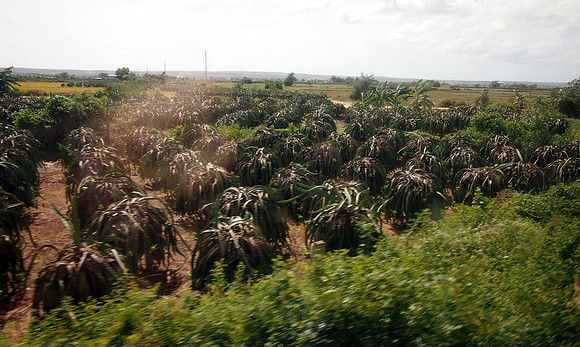 P1019728-southern-dragonfruits