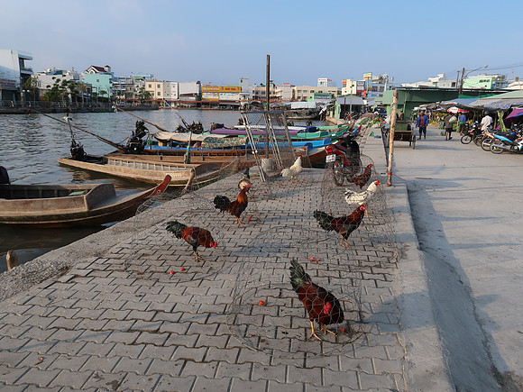 IMG_7654-roosters