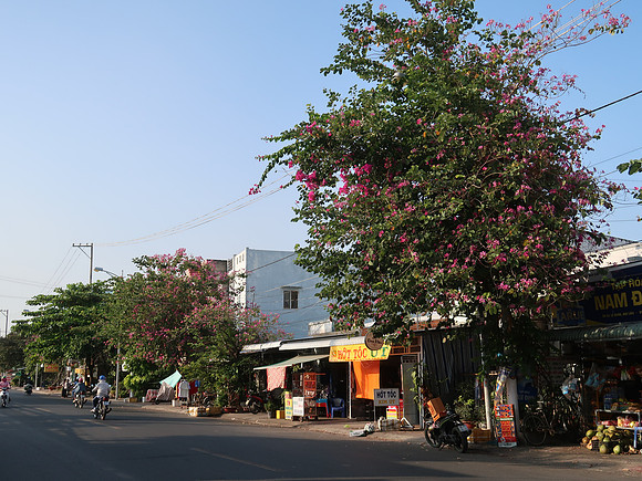 IMG_7873-flower-tree